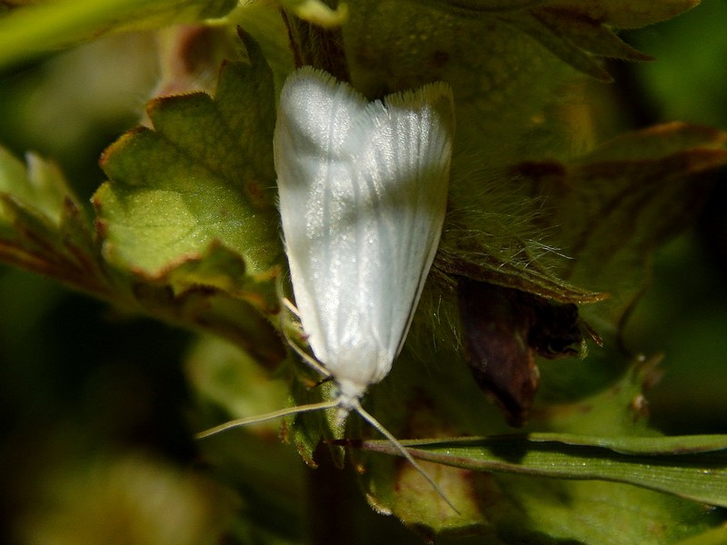 Crambidae (?) da ID